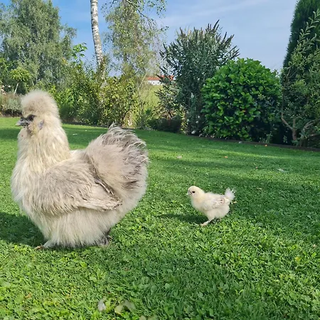 Daire Modernes Mit Blick Ins Gruene Kißlegg