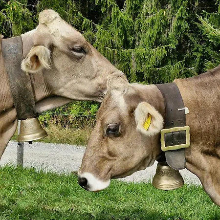 Daire Modernes Mit Blick Ins Gruene Kißlegg