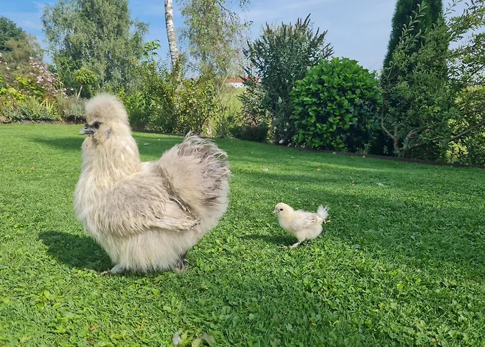 Apartment Modernes Mit Blick Ins Gruene Kisslegg